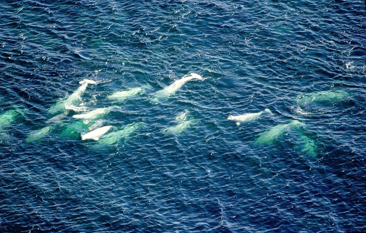 A pod of white beluga whales at the surface of the Churchill River estuary, Hudson Bay