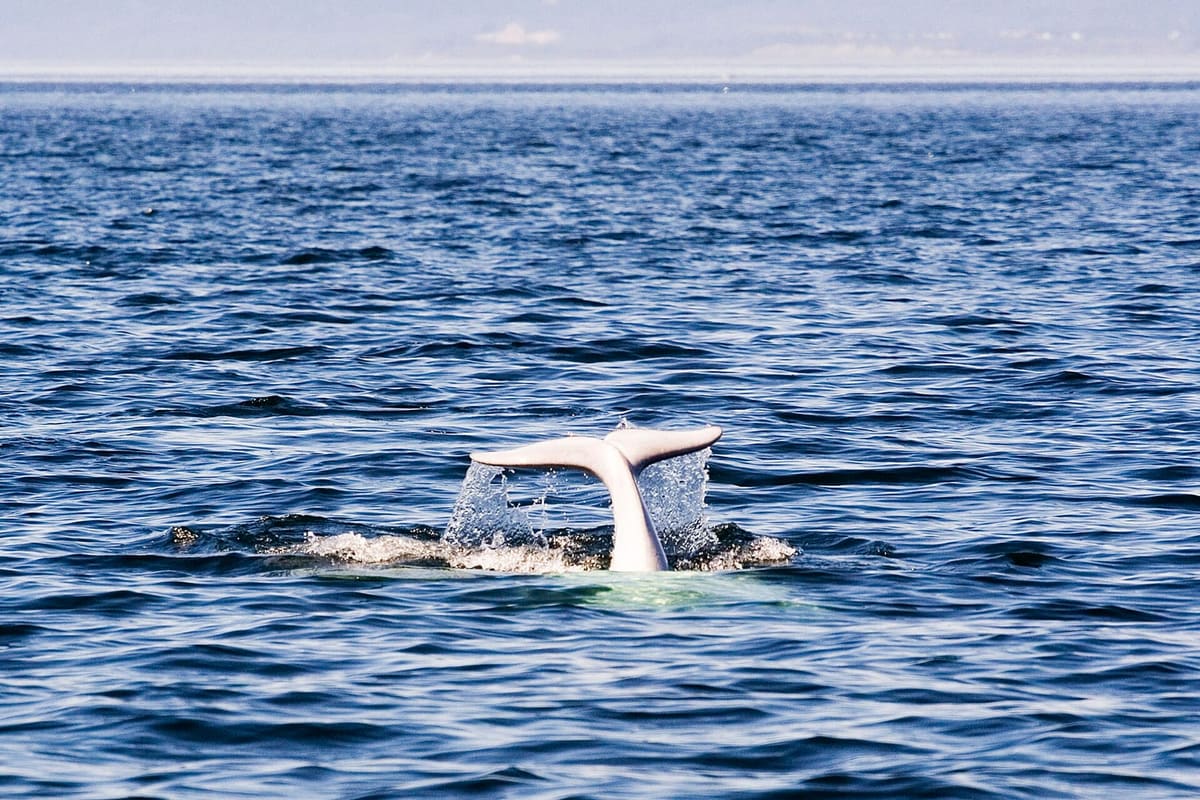 Un béluga en surface dans l'estuaire du Saint-Laurent, près de Tadoussac