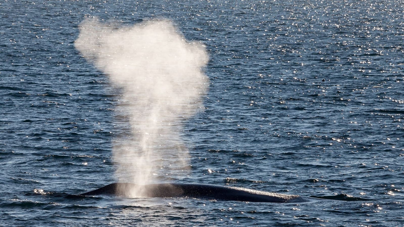 Les rorquals bleus atteignent la côte gaspésienne et l'archipel de Mingan à la fin de l'été