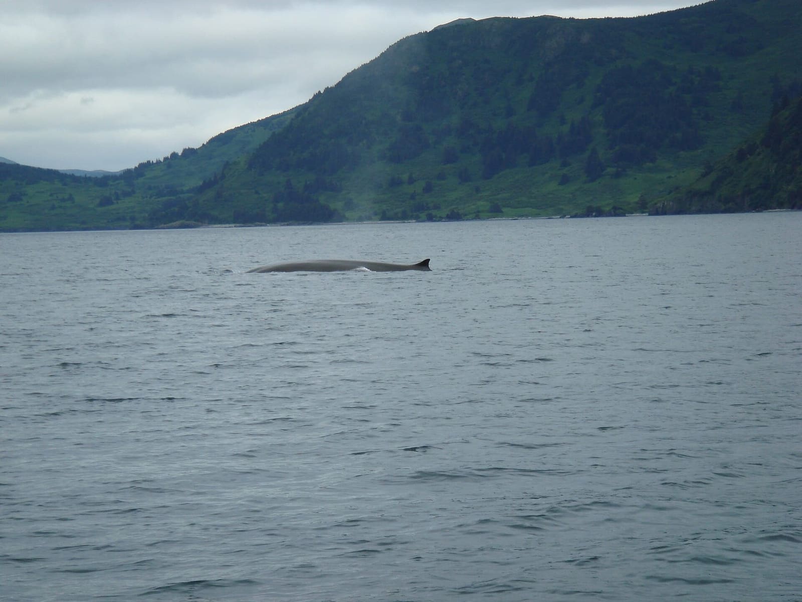 A fin whale — the reliable big whale of the St. Lawrence, and the one most trips actually deliver