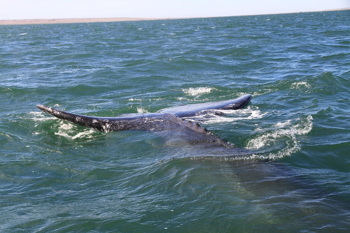 Grey whale surfacing in the shallow water off Tofino, British Columbia