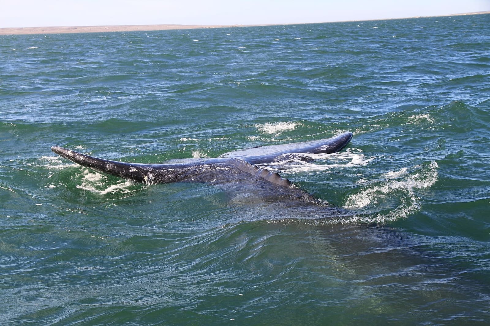 A grey whale off Tofino — March and April are the only Canadian whale weeks that peak in spring