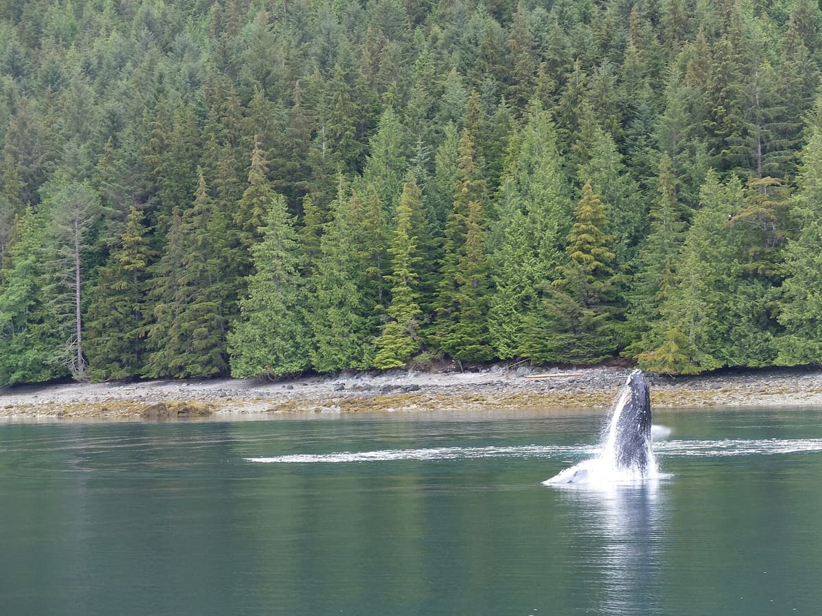 Un rorqual à bosse qui saute hors de l'eau au large de la Colombie-Britannique