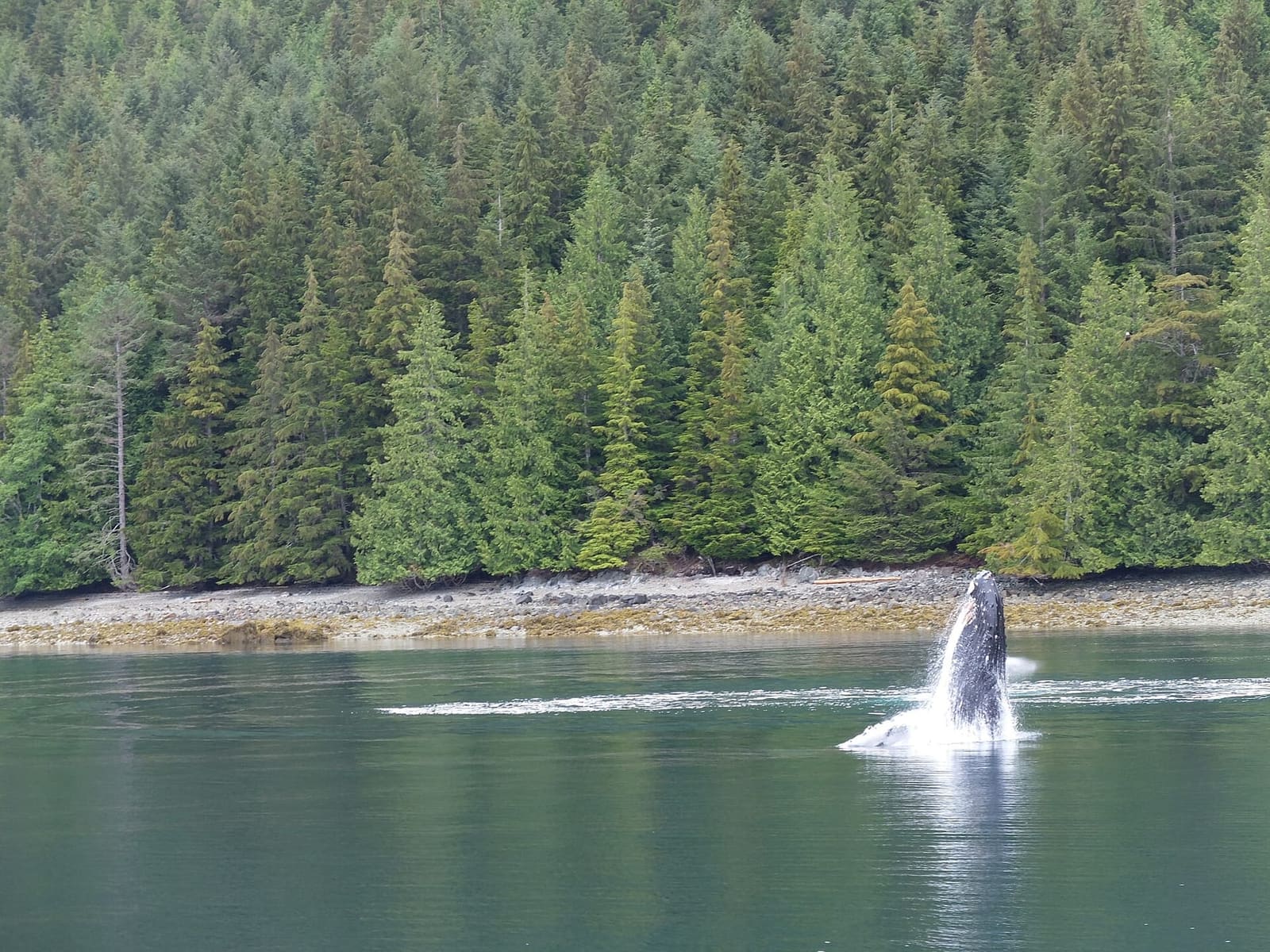 A humpback breaching off the British Columbia coast — the species most operators now build the summer around