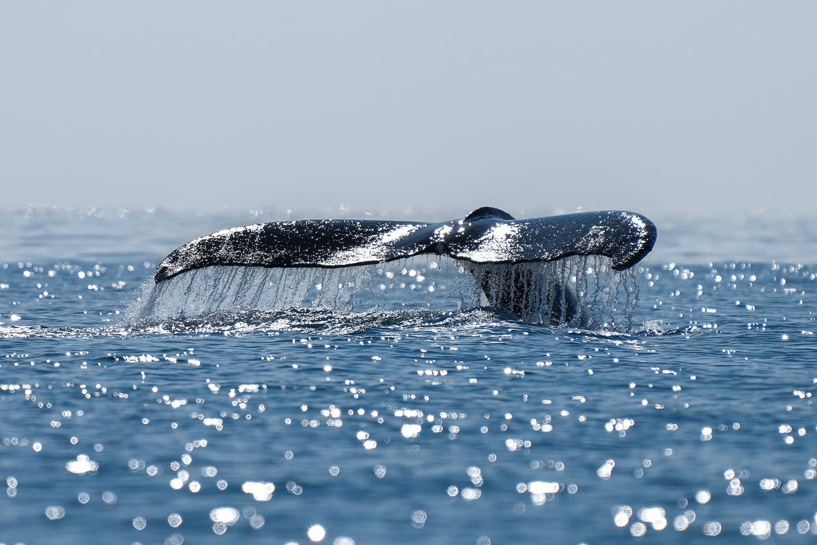 Humpbacks follow the capelin into Trinity Bay; both Trinity operators run photo-identification work on what they see.