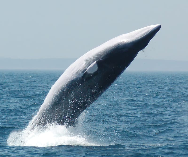 Minke whale — the most frequent sighting off Pleasant Bay early in the season.