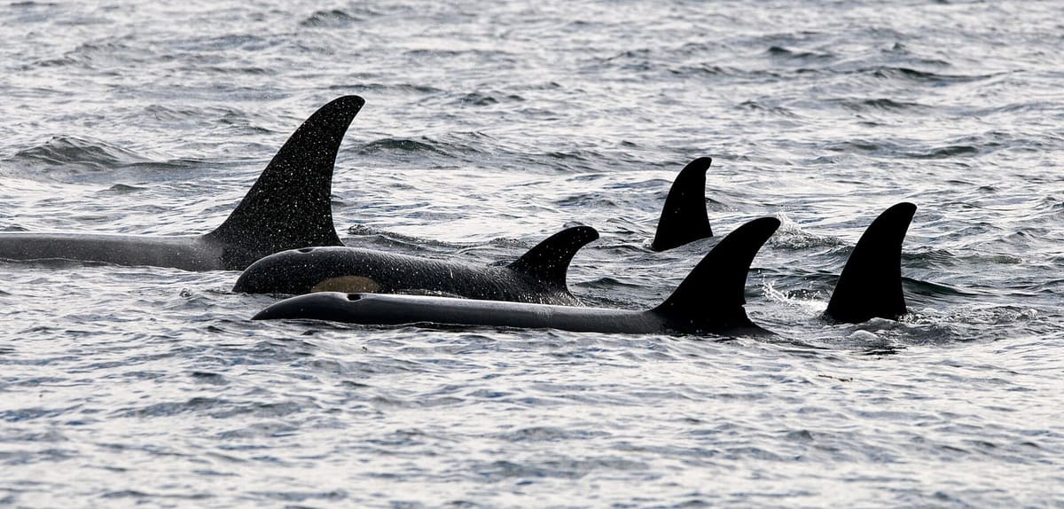 Orcas surfacing in Johnstone Strait off northern Vancouver Island