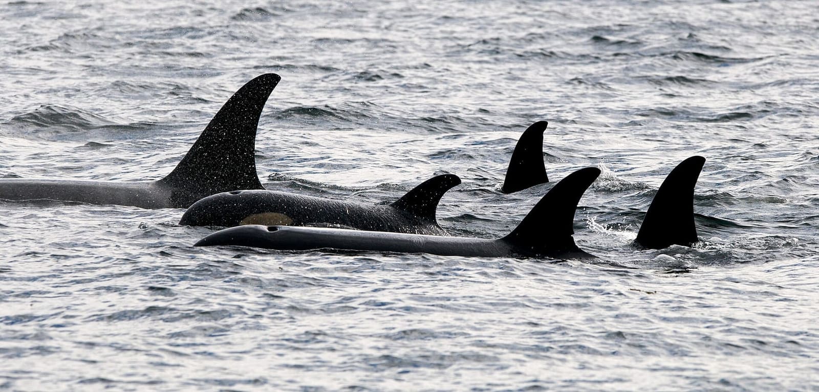 Le détroit de Johnstone, les eaux des résidents du Nord accessibles depuis Telegraph Cove et Campbell River