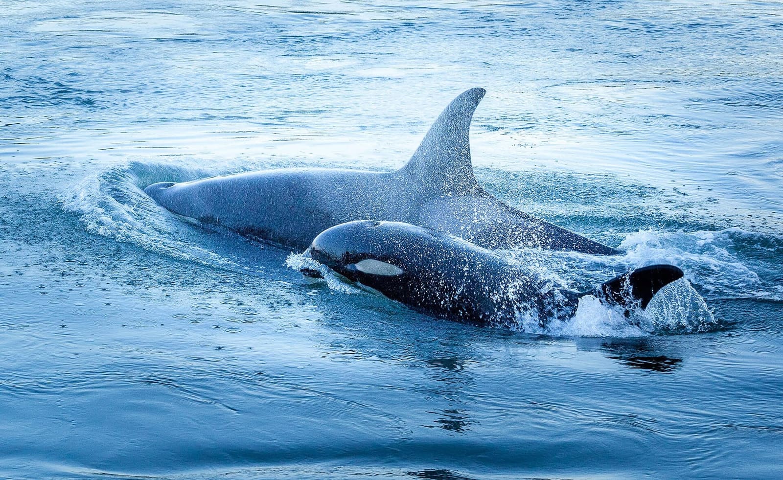 Bigg's killer whales remain the reliable Salish Sea sighting; Southern Residents are endangered and off-limits to commercial approach.