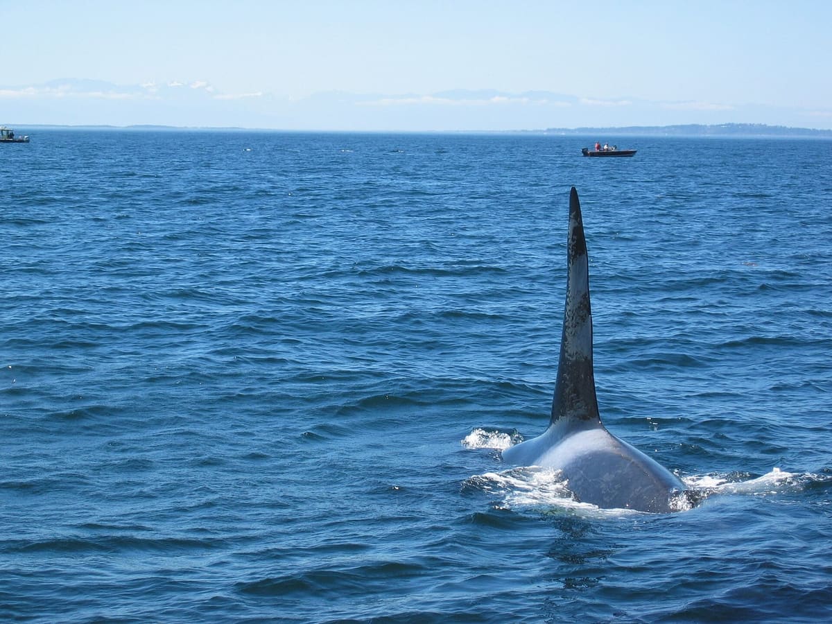 Whale-watching boat with passengers on the outer deck watching an orca