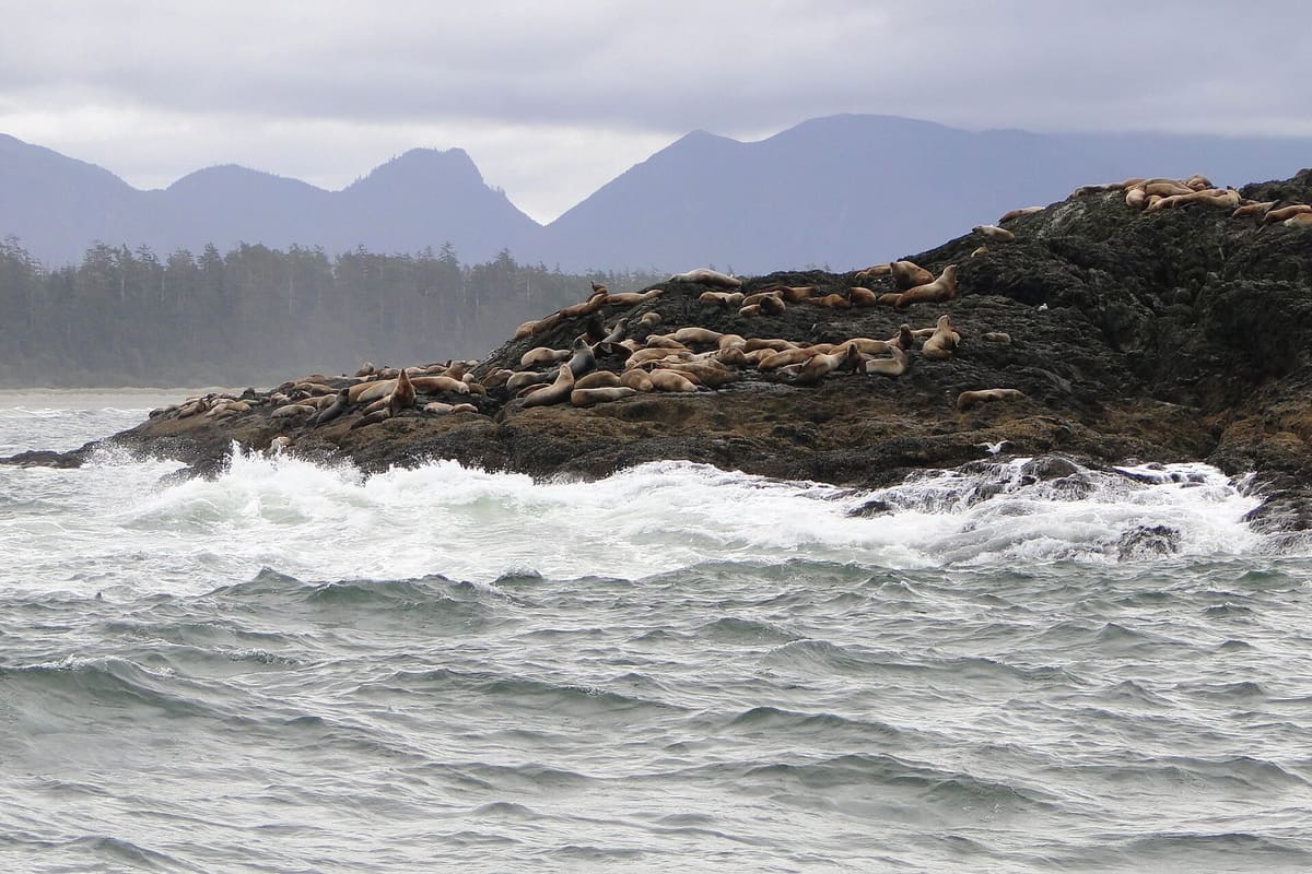 Long Beach in Pacific Rim National Park Reserve, minutes from the Remote Passages boathouse