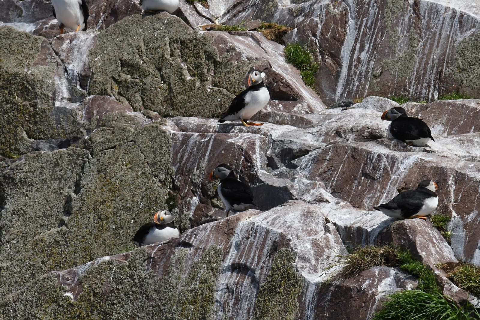 More than 260,000 pairs of Atlantic puffins nest on the four islands of the Witless Bay Ecological Reserve