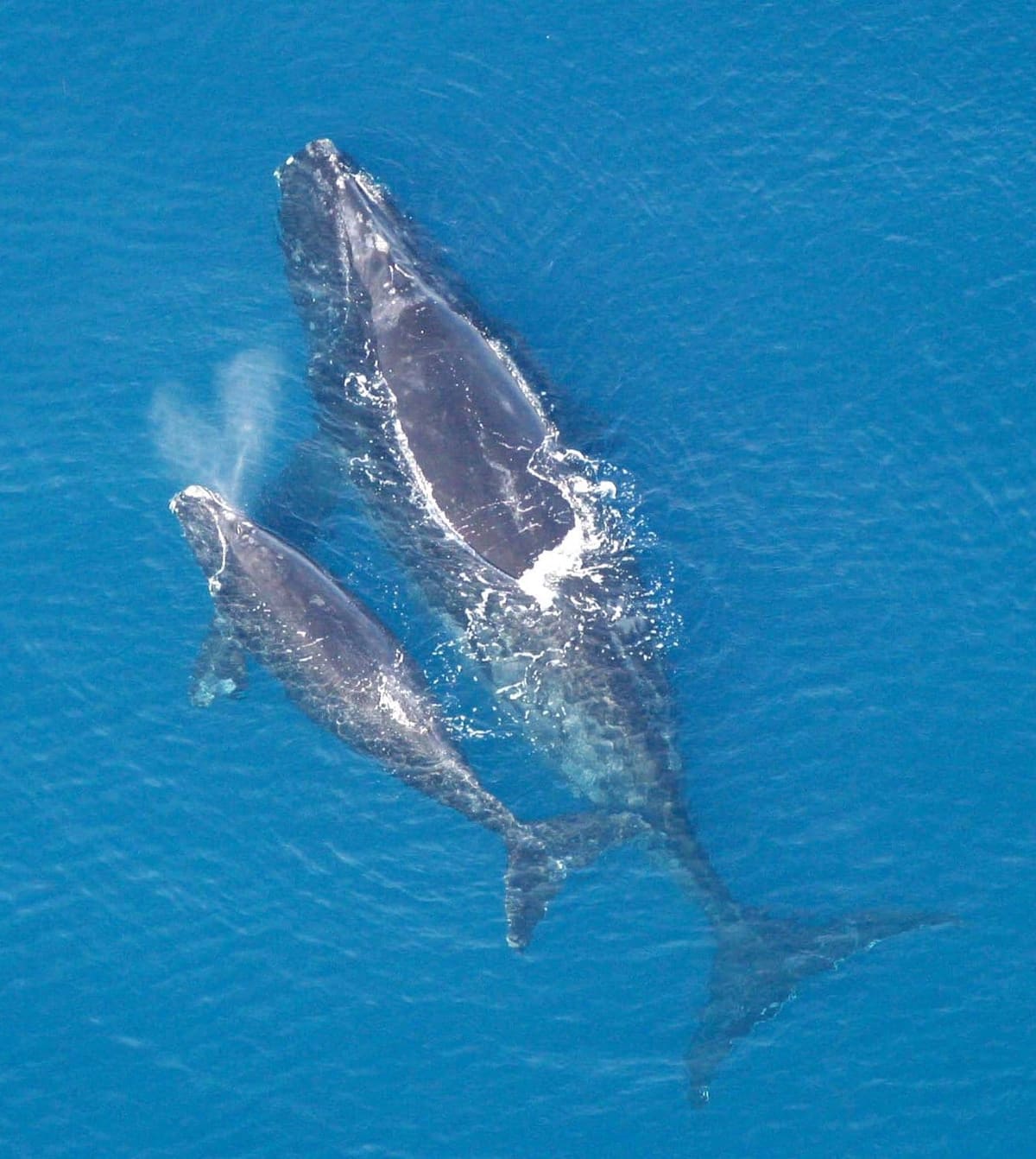 Une baleine noire de l’Atlantique Nord — l’observation la plus rare du Canada atlantique, et les règles les plus strictes.