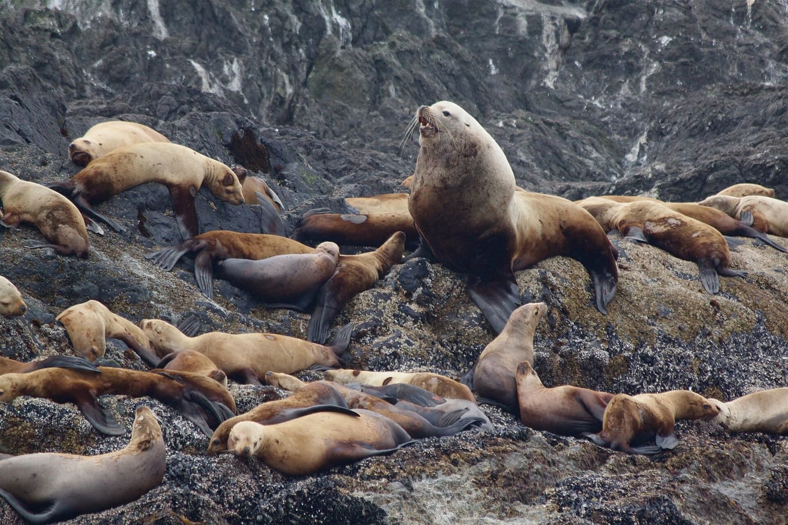 Steller sea lions on a BC haulout — the prey base that keeps Bigg's orcas here all winter