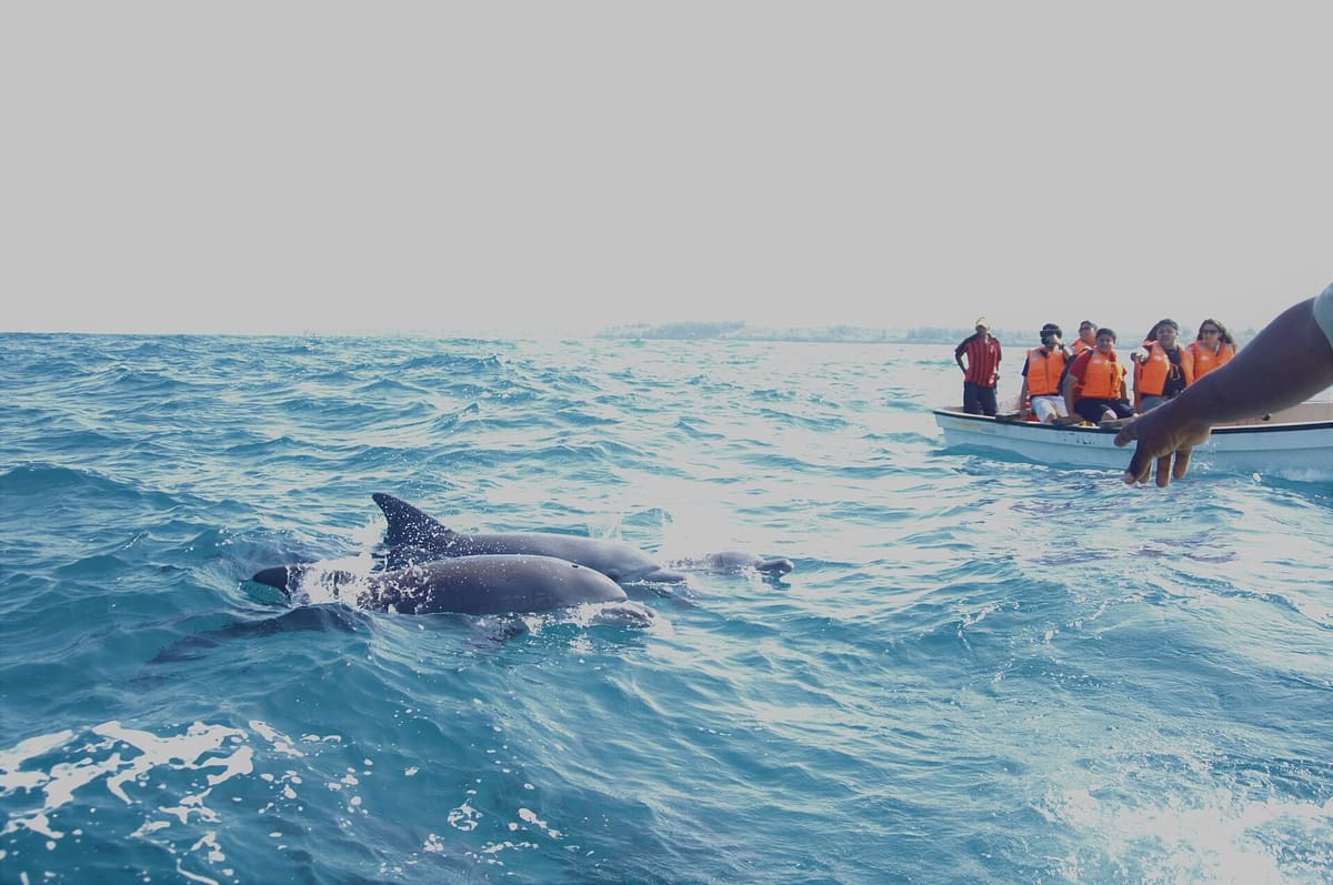 A small wildlife-watching boat under way with passengers on deck