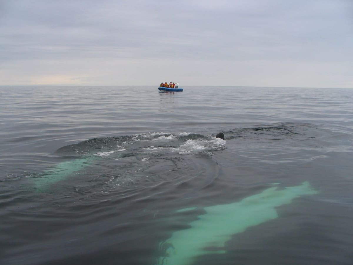 Open zodiac with passengers in flotation suits on the Pacific off Vancouver Island